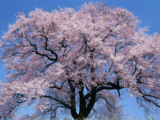 49241 (a): :1600x1200